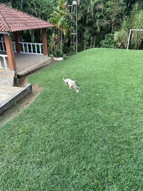 Wolf Priori Estrutura 