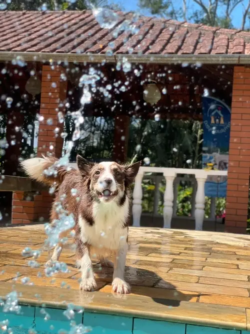 Wolf Priori Estrutura 