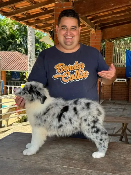 Wolf Priori Filhotes 