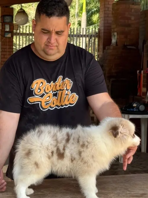 Wolf Priori Filhotes 