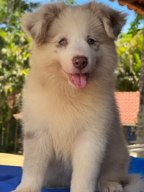 Wolf Priori Filhotes 
