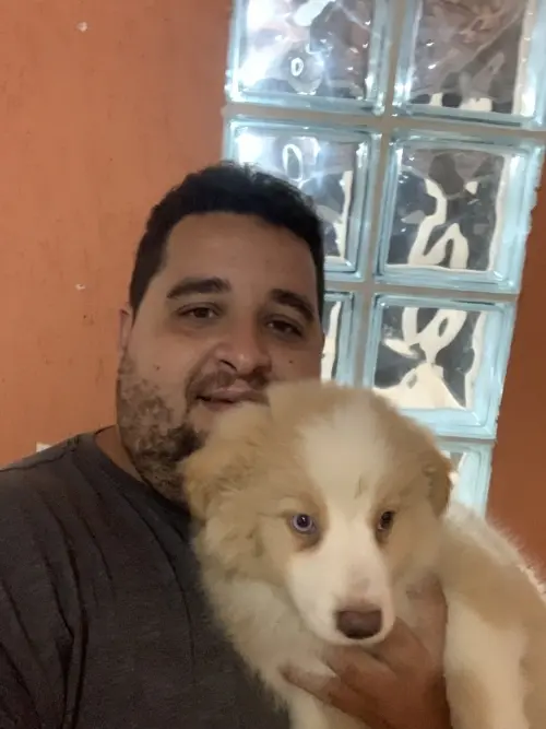 Wolf Priori Filhotes 