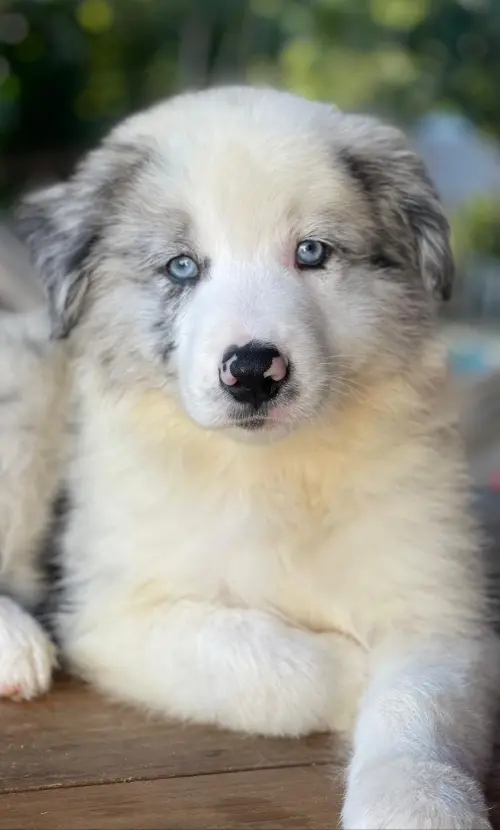 Wolf Priori Filhotes 