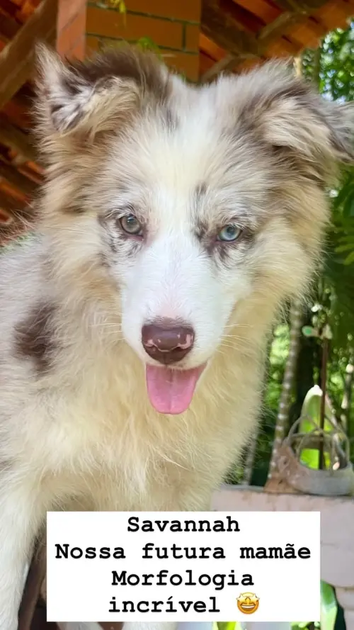 Wolf Priori Filhotes 