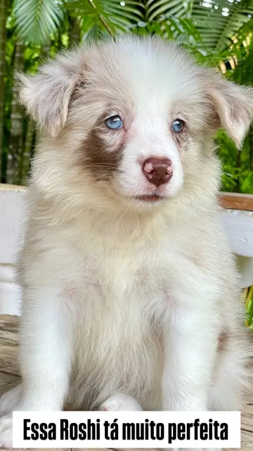 Wolf Priori Filhotes 