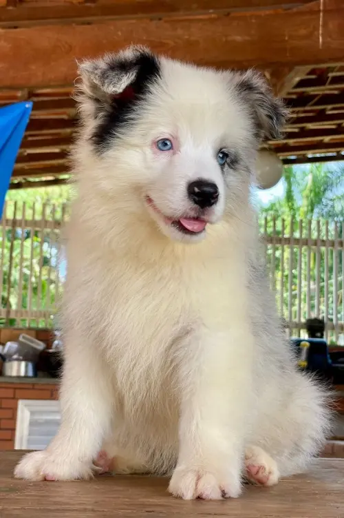 Wolf Priori Filhotes 
