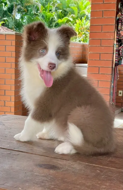 Wolf Priori Filhotes 
