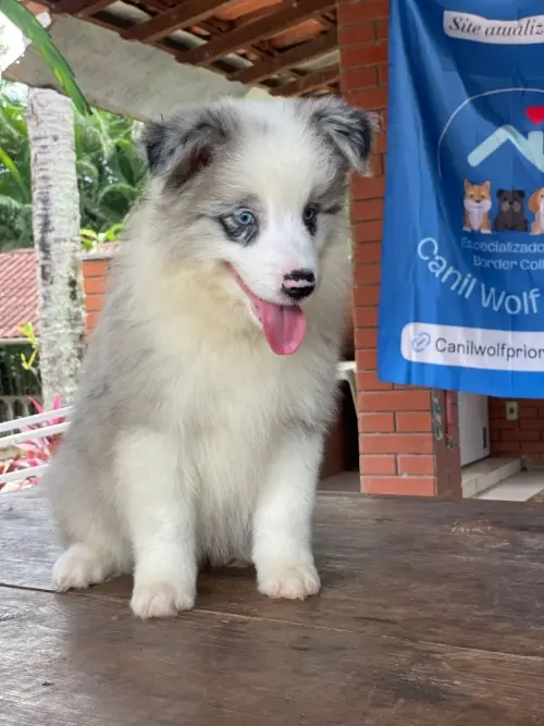 Wolf Priori Filhotes 