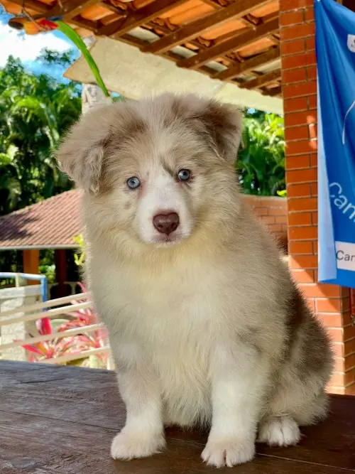 Wolf Priori Filhotes 