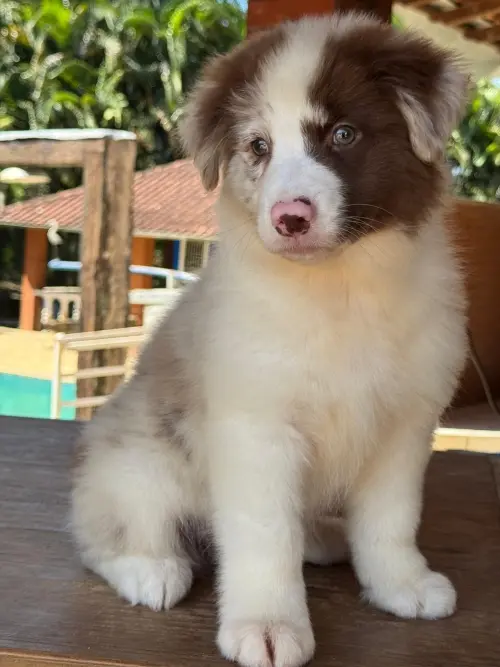 Wolf Priori Filhotes 