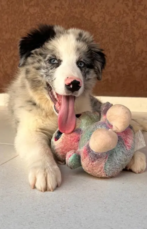 Wolf Priori Filhotes 