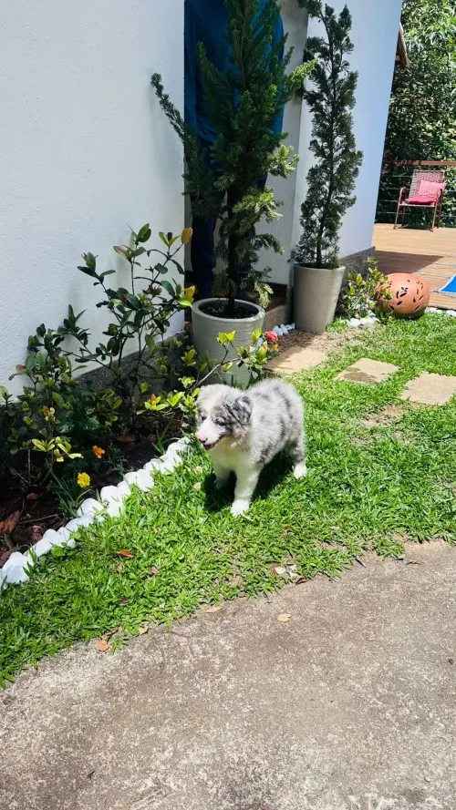 Wolf Priori Filhotes 